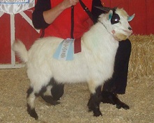 Old Baily Farms' Bold Ruler